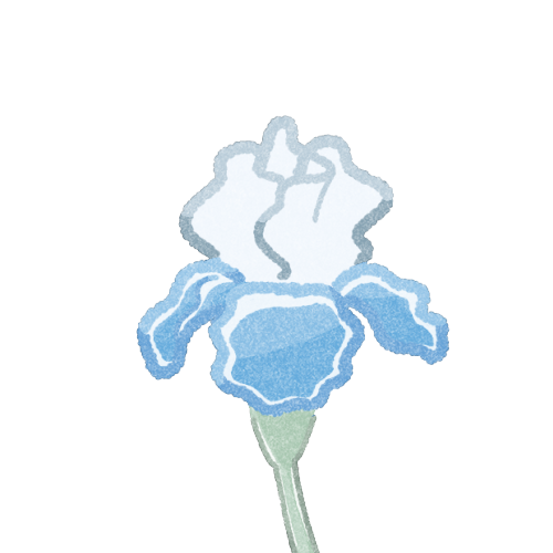 ジャーマンアイリスのフリーイラスト