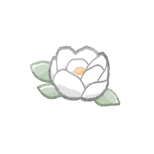 泰山木のフリーイラスト
